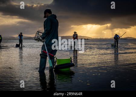 Muschelfischerei, Muschelsammler am Strand von Arenal in der Ria von Arosa in Pobra do Caraminal, Spanien Stockfoto