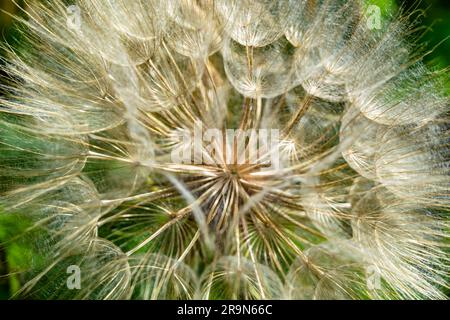 Wunderschöner Wildblumen-Löwenzahn auf der Wiese, Foto bestehend aus Wildblumen-Löwenzahn bis Graswiesen, Wildpflanzen Stockfoto