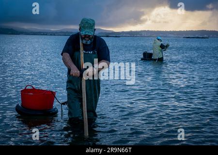 Muschelfischerei, Muschelsammler am Strand von Arenal in der Ria von Arosa in Pobra do Caraminal, Spanien Stockfoto