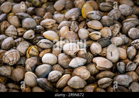 Muschelfischerei, Muschelsammler am Strand von Arenal in der Ria von Arosa in Pobra do Caraminal, Spanien Stockfoto