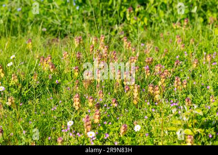 Wildblumen, die während No Mow May in ungeschnittenem Rasen wachsen, Suffolk, England, Großbritannien Stockfoto
