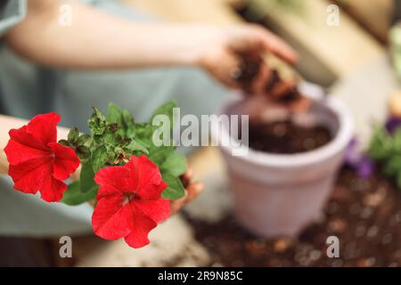 Nicht wiedererkennbare Frauenhände, die rote Setzblume begonya halten. Neu gepflanzte Blumen im Garten. Gärtner in der Blumenpflanzung von Schürzen. Stockfoto