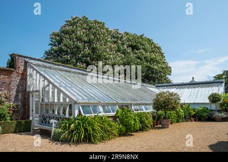 Gewächshaus im ummauerten Garten in Houghton Hall, Norfolk, mit Rosskastanienbäumen im Hintergrund. Stockfoto