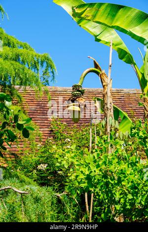 Blühende Bananenpalme mit kleinen Bananen, tropischer Garten, East Sussex, England, Großbritannien Stockfoto