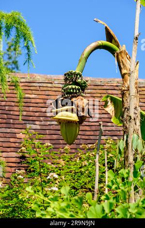 Blühende Bananenpalme mit kleinen Bündeln reifer Bananen, East Sussex, England, Vereinigtes Königreich Stockfoto