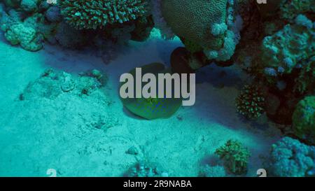 Blauer Stachelrochen oder Blauer Bändchen (Taeniura Lymma) liegt auf sandigem Grund im Schatten des Korallenriffs, des Roten Meeres, Ägypten Stockfoto