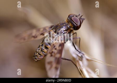 Exoprosopa fascipennis ist eine Art von Bienenfliege in der Familie der Bombyliidae. Die Larven sind Ektoparasiten solitärer Wespenlarven. Stockfoto