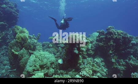 Rotes Meer, Ägypten. 24. Juni 2023. Taucher schwimmen im blauen tiefsten Korallengarten, Rotes Meer, Safaga, Ägypten (Kreditbild: © Andrey Nekrasov/ZUMA Press Wire) NUR REDAKTIONELLE VERWENDUNG! Nicht für den kommerziellen GEBRAUCH! Stockfoto