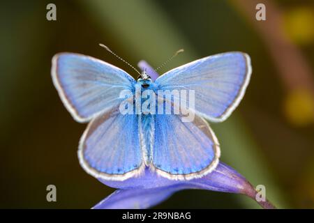 Blauer Schmetterling oder blauer europäischer Schmetterling - Polyommatus ikarus - ruht auf einer blauen Blüte Stockfoto