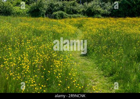 Pfad, der sich von einer marschierten Wiese bis zu Stile, Shottisham, Suffolk, England, Großbritannien schlängelt, gelbe Blumen, die vermutlich Ranunculus flammula Lesser Spearwort sind Stockfoto