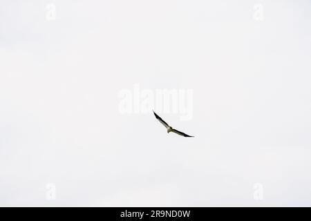 Der majestätische Weißbauch-Seeadler, der hoch aufsteigt. Weißbauchseeadler, Weißbrustseeadler auf blauem Himmel. Greifvogel fotografiert Stockfoto