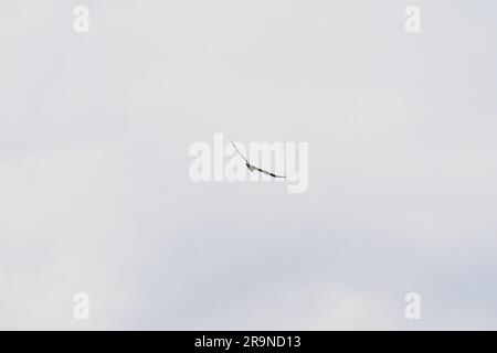 Der majestätische Weißbauch-Seeadler, der hoch aufsteigt. Weißbauchseeadler, Weißbrustseeadler auf blauem Himmel. Greifvogel fotografiert Stockfoto