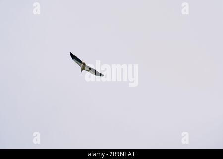 Der majestätische Weißbauch-Seeadler, der hoch aufsteigt. Weißbauchseeadler, Weißbrustseeadler auf blauem Himmel. Greifvogel fotografiert Stockfoto