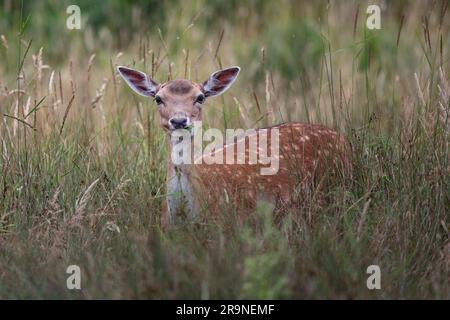 Junge Damhirsche, die sich im langen Gras im Bushy Park in Surrey verstecken Stockfoto