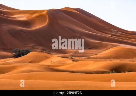 Dünenberge. Merzouga ist ein kleines Dorf im Südosten Marokkos, etwa 35km km (22 Meilen) südöstlich von Rissani, etwa 55km km (34 Meilen) von Erfoud und Stockfoto