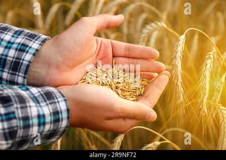 Männerhände, die goldene Weizenkörner duschen. Reichlich Ernte in den Palmen der Bauern. Ein reichhaltiger Ertrag und ein Haufen Getreide sind ein Zeichen für eine erfolgreiche Saison Stockfoto