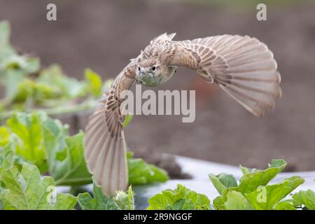 Grosser Kurzzehenlank (Calandrella brahydactyla), Vorderansicht eines Erwachsenen im Flug, Kampanien, Italien Stockfoto