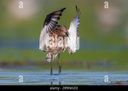 Curlew Sandpiper (Calidris ferruginea), Erwachsener, der vom Wasser abhebt, Kampanien, Italien Stockfoto