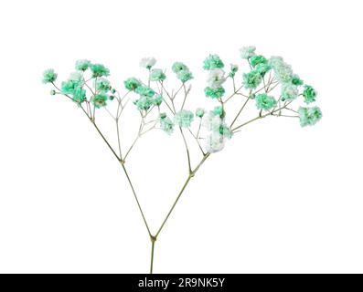 Hübscher, farbiger Zweig aus Gypsophila, isoliert auf Weiß Stockfoto