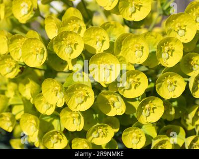 Diese Euphorbia Wulfenii veranstaltet jedes Jahr eine feine Show in unserem Garten. Diese beliebte, sonnenliebende Blume hat aufrecht stehende Stämme, die mit Flöten bedeckt sind Stockfoto