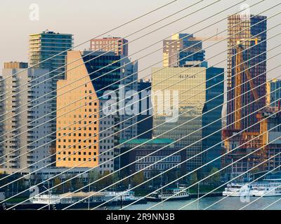 Benannt nach dem großen holländischen Philosophen und Humanisten aus der Renaissance, trägt die wunderschöne neue Hängebrücke von Rotterdam erheblich zur Skyline der Stadt bei Stockfoto