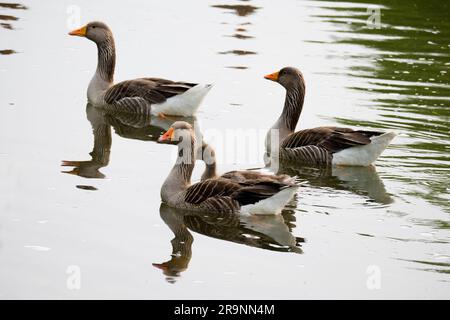 Diese hübsche Familie von Canada Gänse und Goslings schwimmt am Ufer der Themse in Abingdon. Anser anser stammt aus Nordeuropa A. Stockfoto