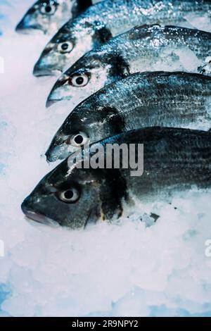 Frischer Fisch Seebarsch mit Eis auf eiskaltem Hintergrund. Stockfoto
