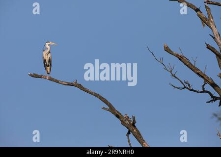 Graureiher, Grau-Reiher, Fischreiher, Reiher, Ardea cinerea, Graureiher, Graureiher, Héron Zendré Stockfoto