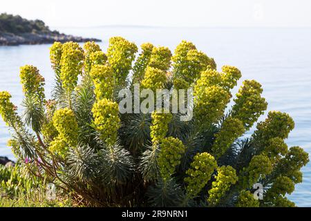 Palisaden-Wolfsmilch, Palisadenwolfsmilch, Euphorbia charias, Mediterranean spurry, Albanian spurry, L'Euphorbe Characias, Euphorbe des Garrigues, W Stockfoto