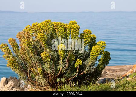 Palisaden-Wolfsmilch, Palisadenwolfsmilch, Euphorbia charias, Mediterranean spurry, Albanian spurry, L'Euphorbe Characias, Euphorbe des Garrigues, W Stockfoto