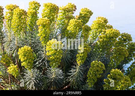 Palisaden-Wolfsmilch, Palisadenwolfsmilch, Euphorbia charias, Mediterranean spurry, Albanian spurry, L'Euphorbe Characias, Euphorbe des Garrigues, W Stockfoto