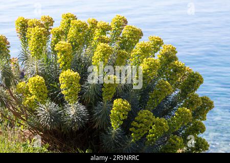 Palisaden-Wolfsmilch, Palisadenwolfsmilch, Euphorbia charias, Mediterranean spurry, Albanian spurry, L'Euphorbe Characias, Euphorbe des Garrigues, W Stockfoto