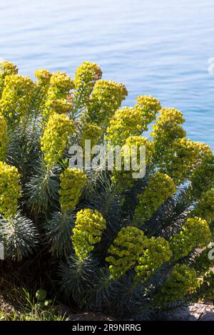 Palisaden-Wolfsmilch, Palisadenwolfsmilch, Euphorbia charias, Mediterranean spurry, Albanian spurry, L'Euphorbe Characias, Euphorbe des Garrigues, W Stockfoto