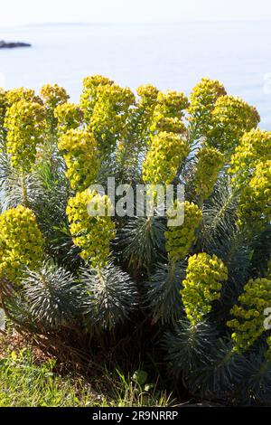 Palisaden-Wolfsmilch, Palisadenwolfsmilch, Euphorbia charias, Mediterranean spurry, Albanian spurry, L'Euphorbe Characias, Euphorbe des Garrigues, W Stockfoto