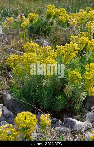 Palisaden-Wolfsmilch, Palisadenwolfsmilch, Euphorbia charias, Mediterranean spurry, Albanian spurry, L'Euphorbe Characias, Euphorbe des Garrigues, W Stockfoto