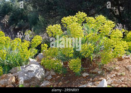 Palisaden-Wolfsmilch, Palisadenwolfsmilch, Euphorbia charias, Mediterranean spurry, Albanian spurry, L'Euphorbe Characias, Euphorbe des Garrigues, W Stockfoto