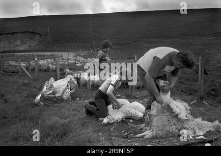 Crofting Shetland Islands. Schafscheren, Vater und seine beiden Söhne helfen aus. Shetlands Festland, Shetland Islands, Schottland, ca. 1979. UK 1970S HOMER SYKES Stockfoto