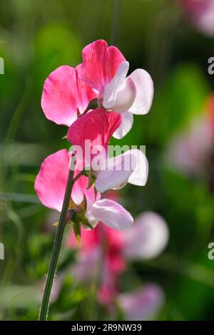 Süße Erbse Rotkäppchen, Lathyrus odoratus Little Rotkäppchen, tiefer Standard, rosa Flügel, Stockfoto