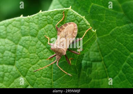 Käfer (Coreus marginatus) in der Draufsicht auf einem grünen Blatt andocken Stockfoto