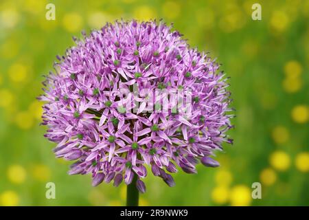 Lila Allium Blume Nahaufnahme vor dem grünen gelben Bokeh im Frühling Stockfoto