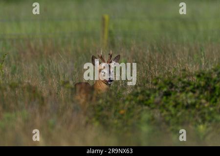Reh im Gras sieht süß aus und hat eine hohe Zunge Stockfoto
