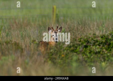 Reh im Gras sieht süß und detailreich aus Stockfoto