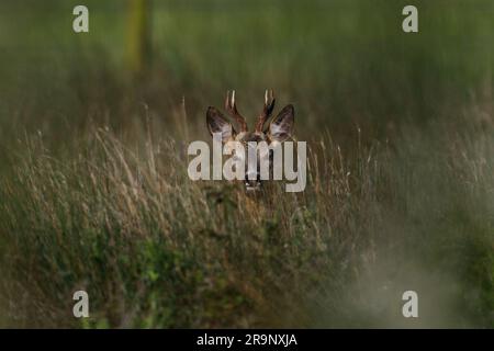 Reh im Gras sieht süß aus, alarmiert von der Kamera und sehr detailliert Stockfoto