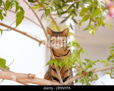 Die niedliche Tabby-Katze kletterte im Sommergarten über eine Zaunwand über einen Baum und sah aus. Türkische Katzen auf den Straßen von Antalya Stockfoto