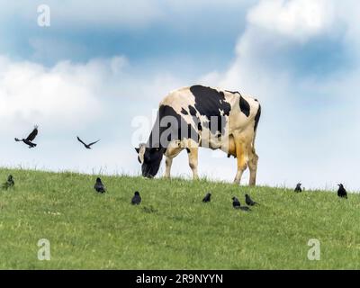 Eine friesische Kuh, die auf einem Feld in der Nähe von Quorn, Leicestershire, Großbritannien, mit Rooks und Jackdaws füttert. Stockfoto