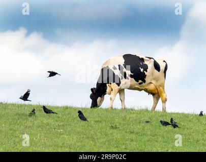 Eine friesische Kuh, die auf einem Feld in der Nähe von Quorn, Leicestershire, Großbritannien, mit Rooks und Jackdaws füttert. Stockfoto