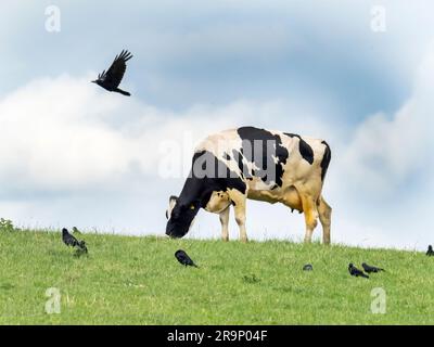 Eine friesische Kuh, die auf einem Feld in der Nähe von Quorn, Leicestershire, Großbritannien, mit Rooks und Jackdaws füttert. Stockfoto