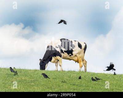 Eine friesische Kuh, die auf einem Feld in der Nähe von Quorn, Leicestershire, Großbritannien, mit Rooks und Jackdaws füttert. Stockfoto