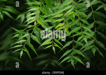 Neues oberes Blatt der Neem-Pflanze Stockfoto