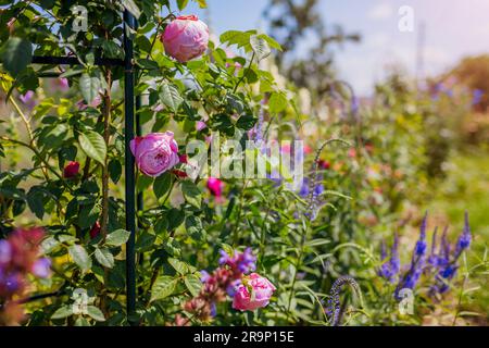 Der Geist der Freiheit blüht auf dem Obelisken im Sommergarten von Lavendel und veronika. Rosa Blumen auf englischem Kletterer, die auf Pergola wachsen Stockfoto